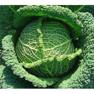 Green cabbage,the piece...