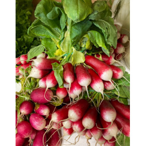 Bunch of radishes