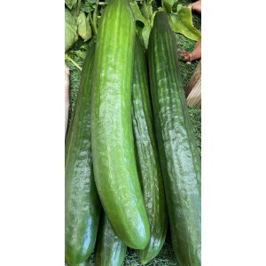 Long Cucumber, the piece